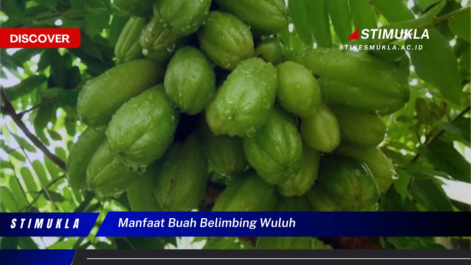 manfaat buah belimbing wuluh