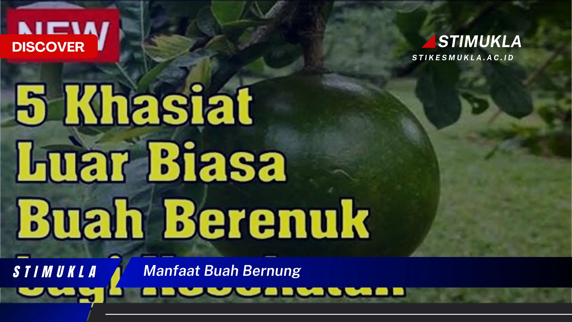 manfaat buah bernung