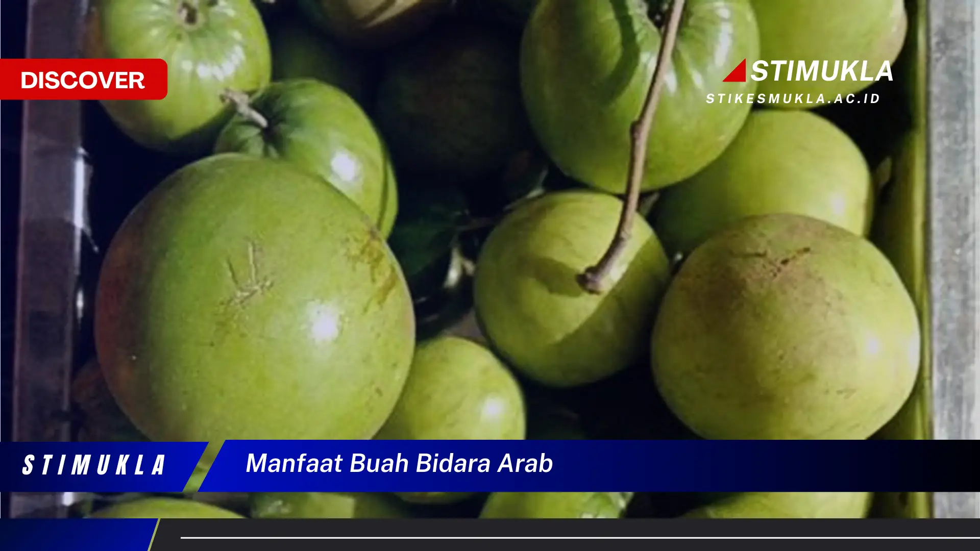 manfaat buah bidara arab