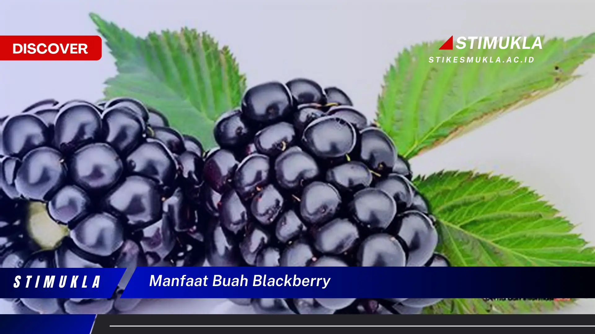 manfaat buah blackberry