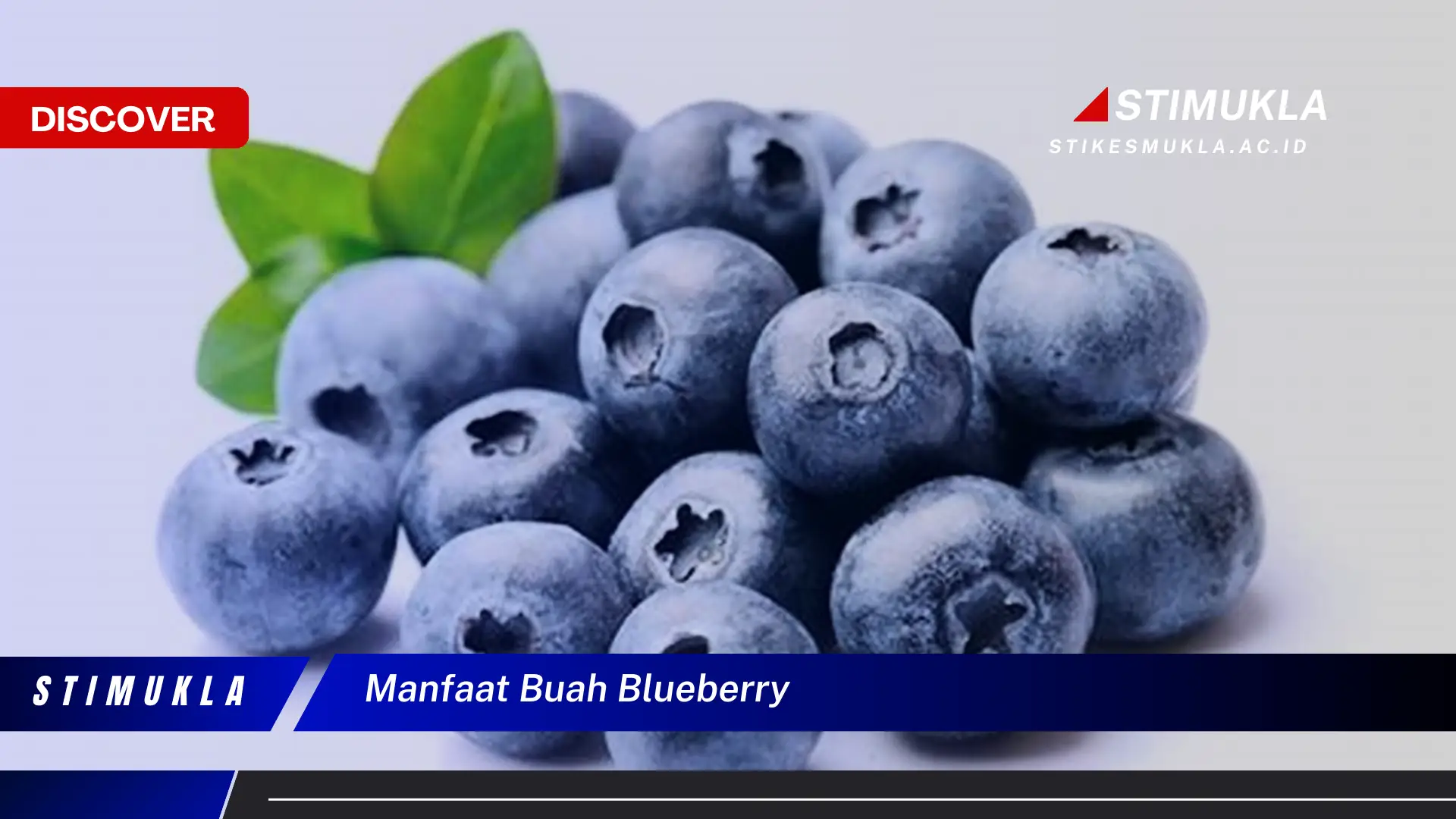manfaat buah blueberry