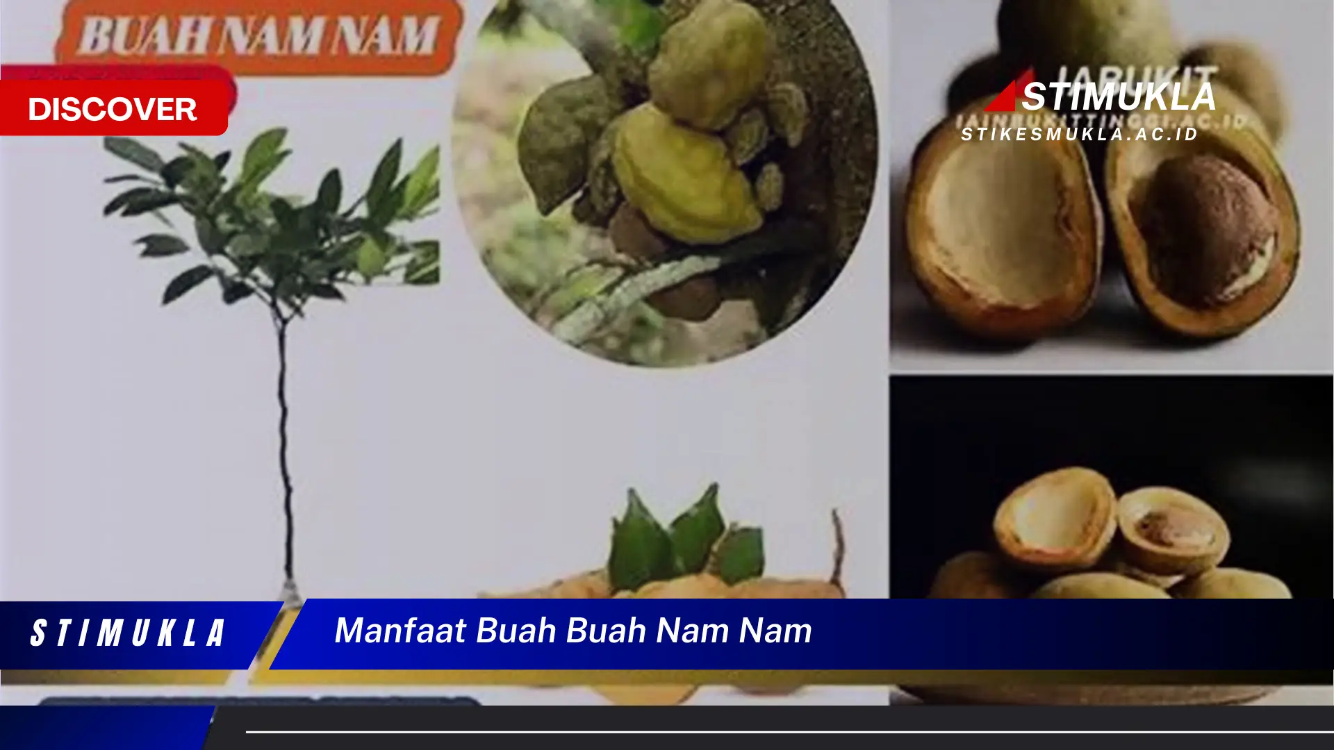 manfaat buah buah nam nam