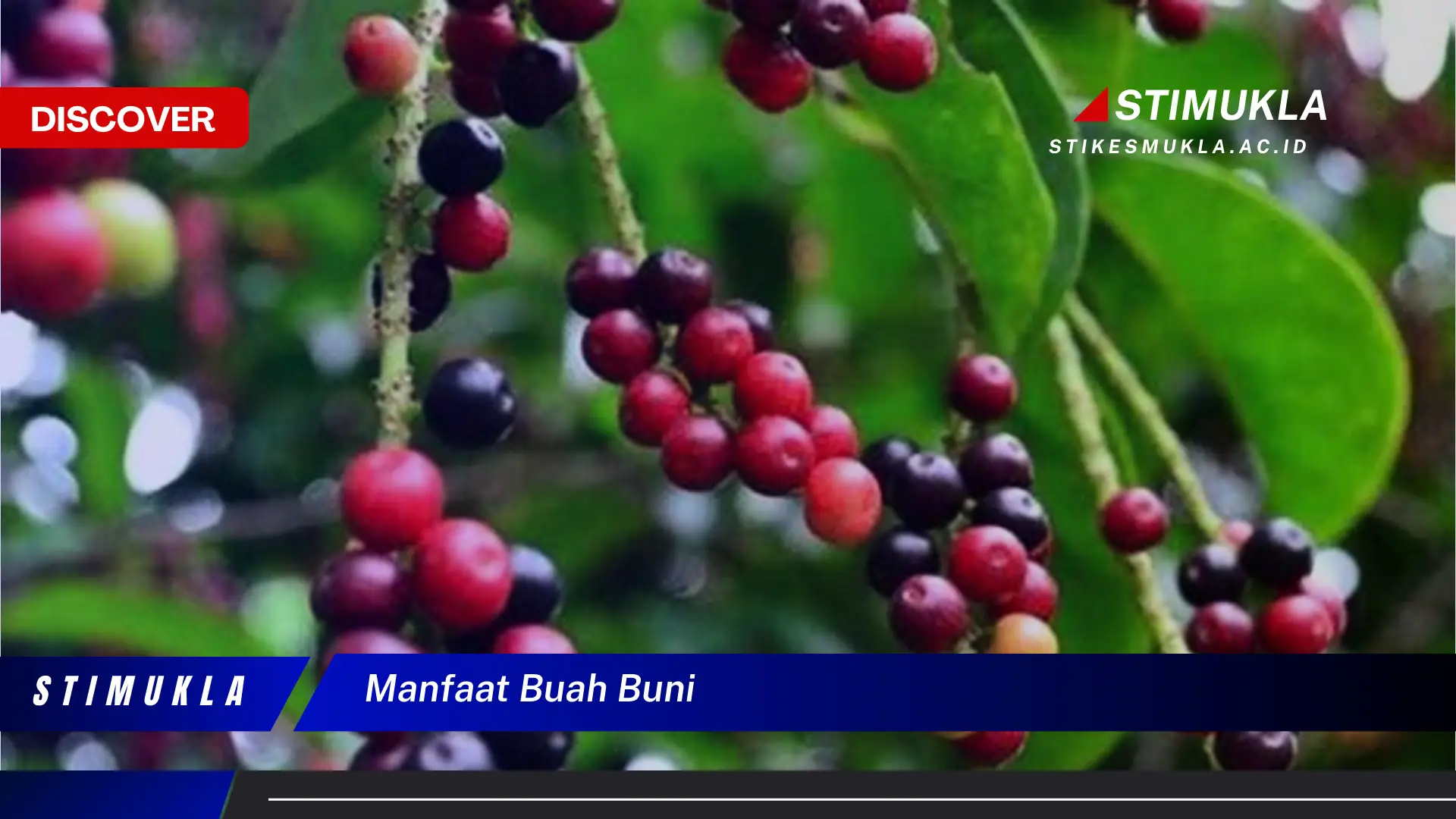manfaat buah buni manfaat buah buni