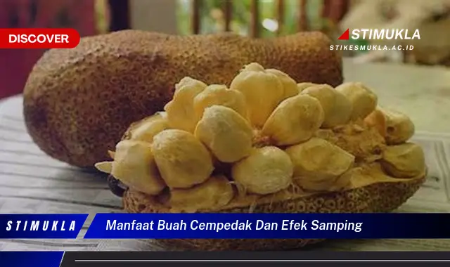 manfaat buah cempedak dan efek samping