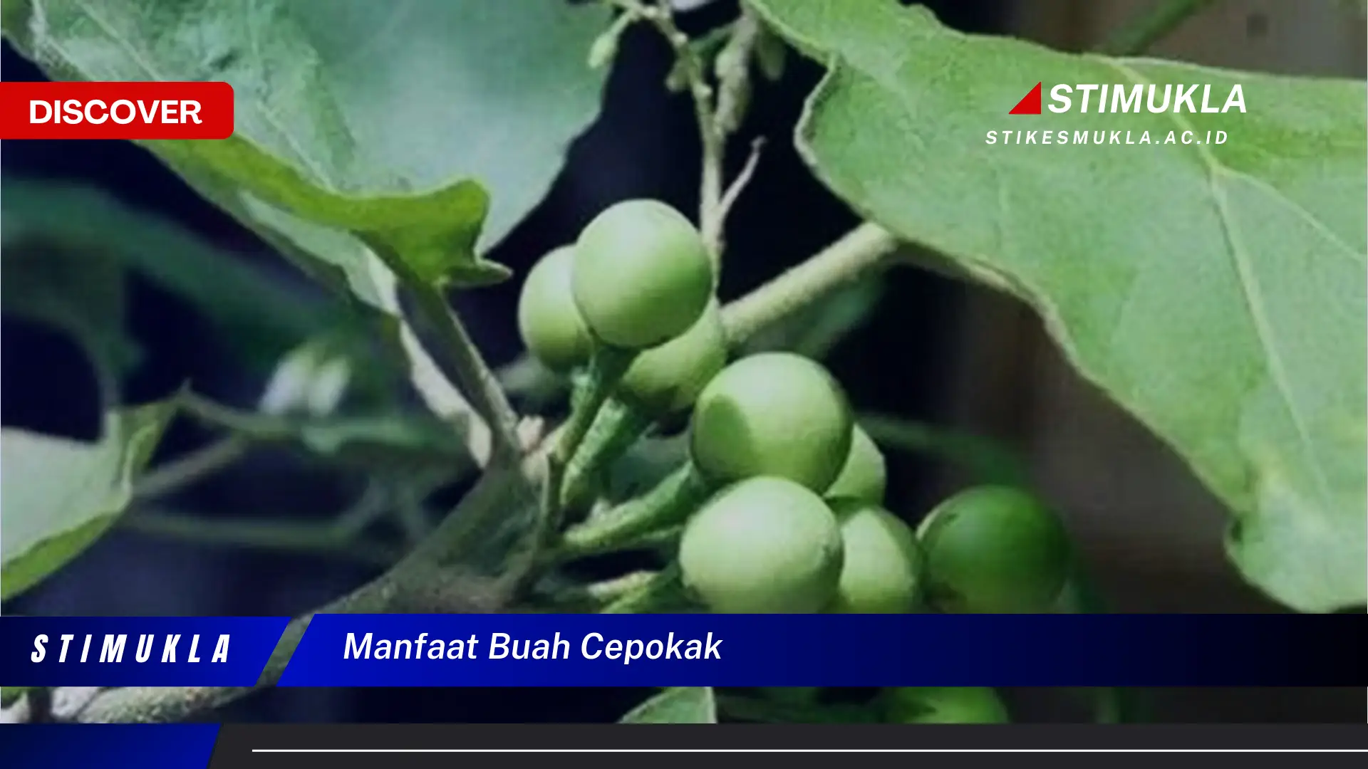 manfaat buah cepokak