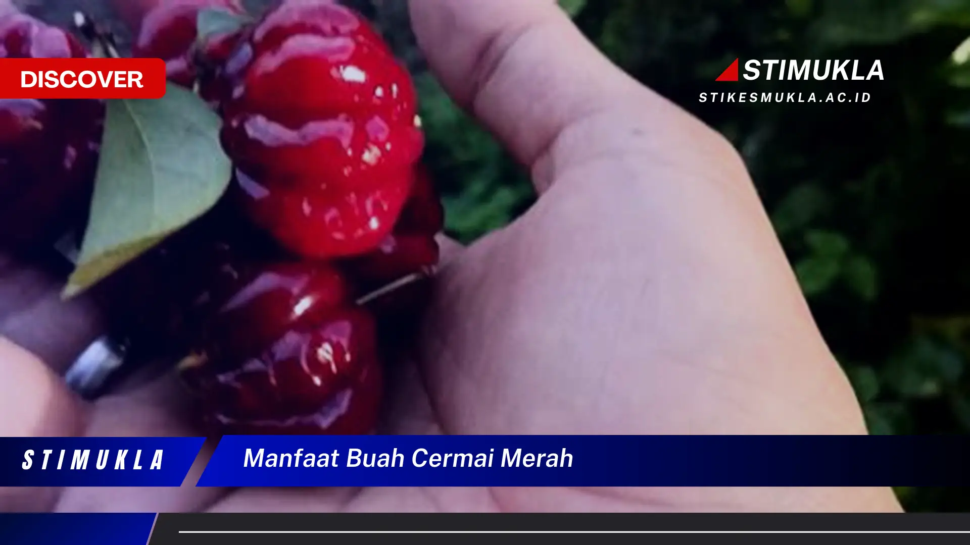 manfaat buah cermai merah
