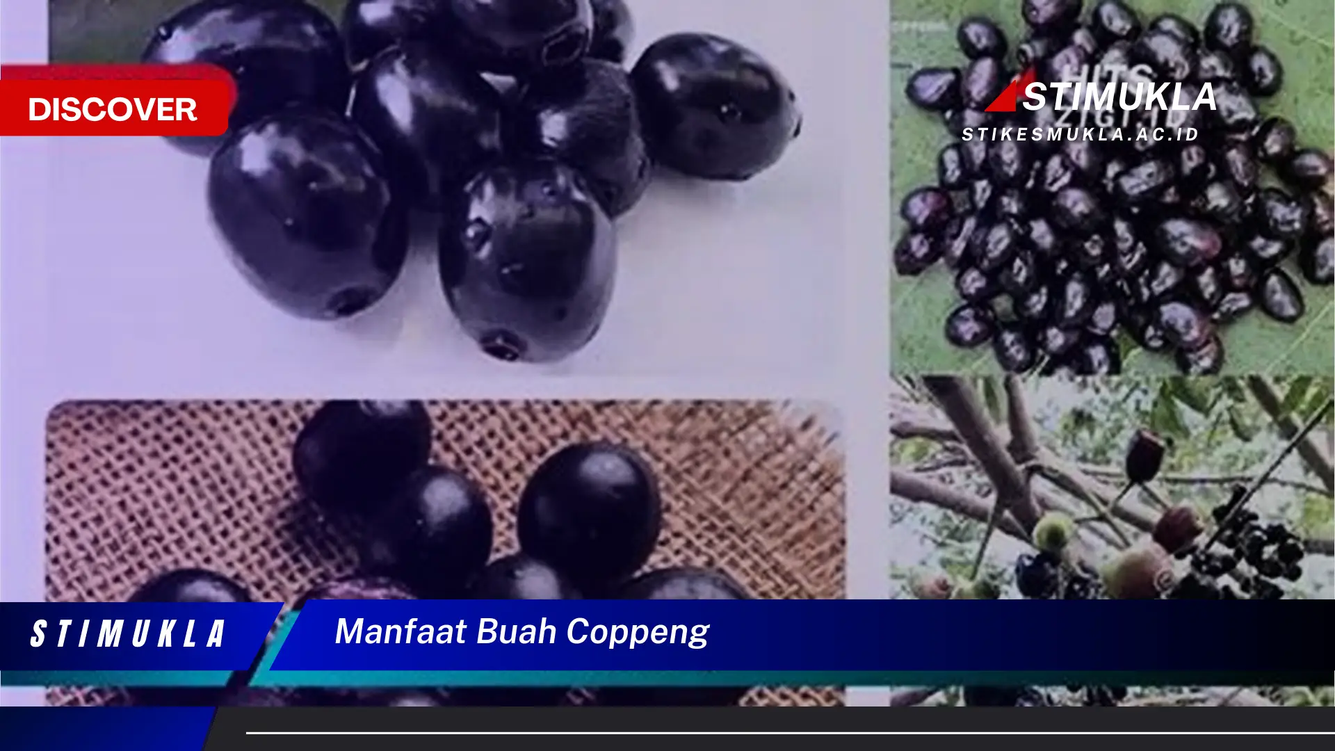 manfaat buah coppeng