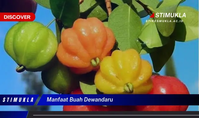 manfaat buah dewandaru