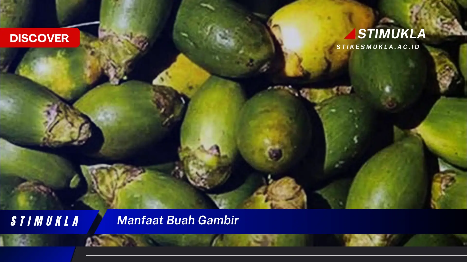 manfaat buah gambir