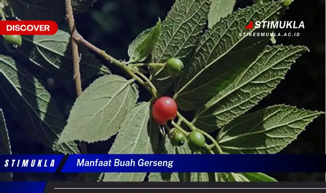 manfaat buah gerseng