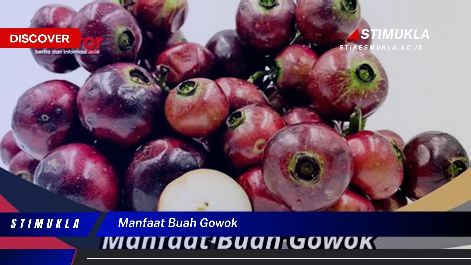 manfaat buah gowok manfaat buah gowok