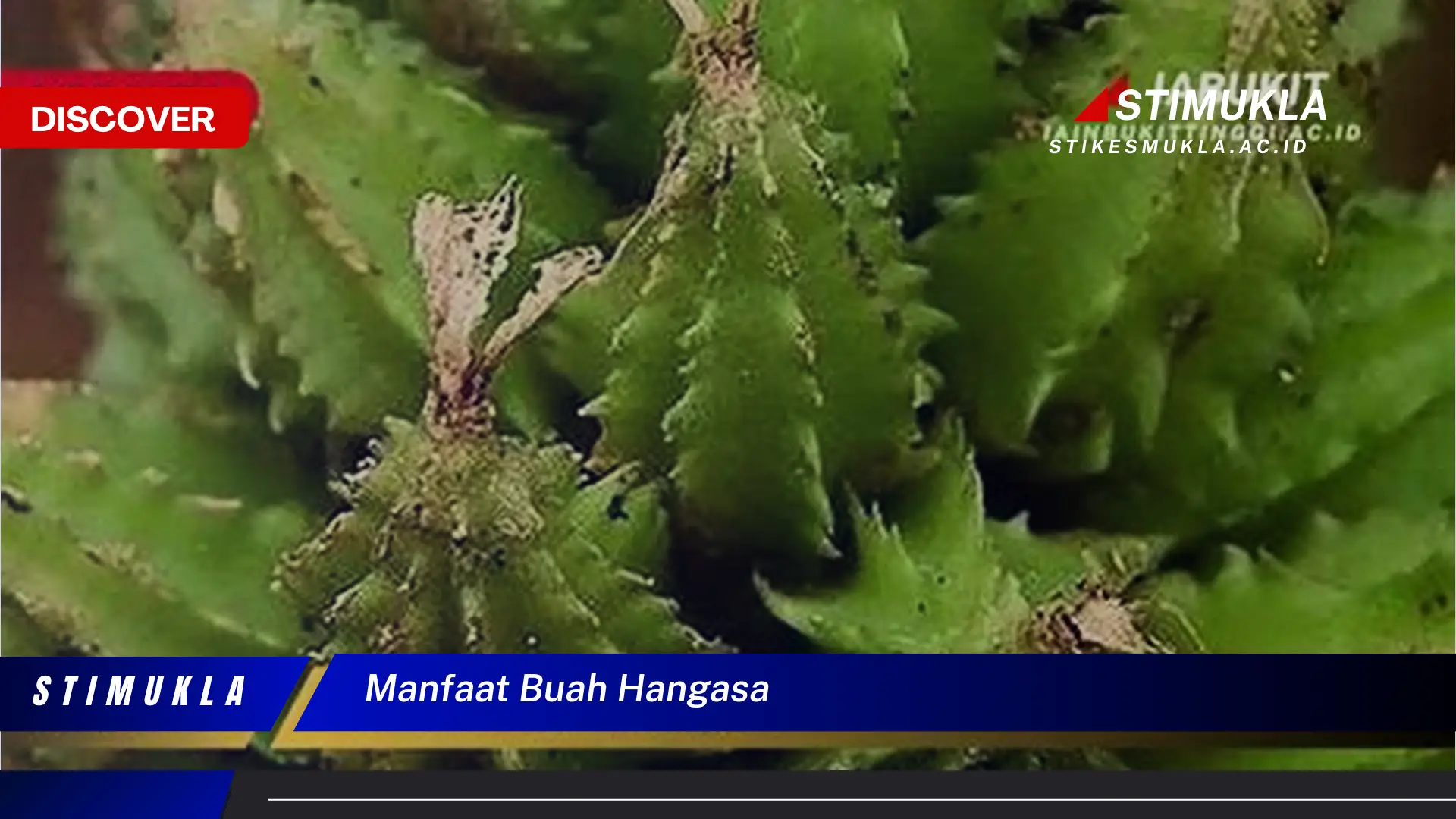 manfaat buah hangasa
