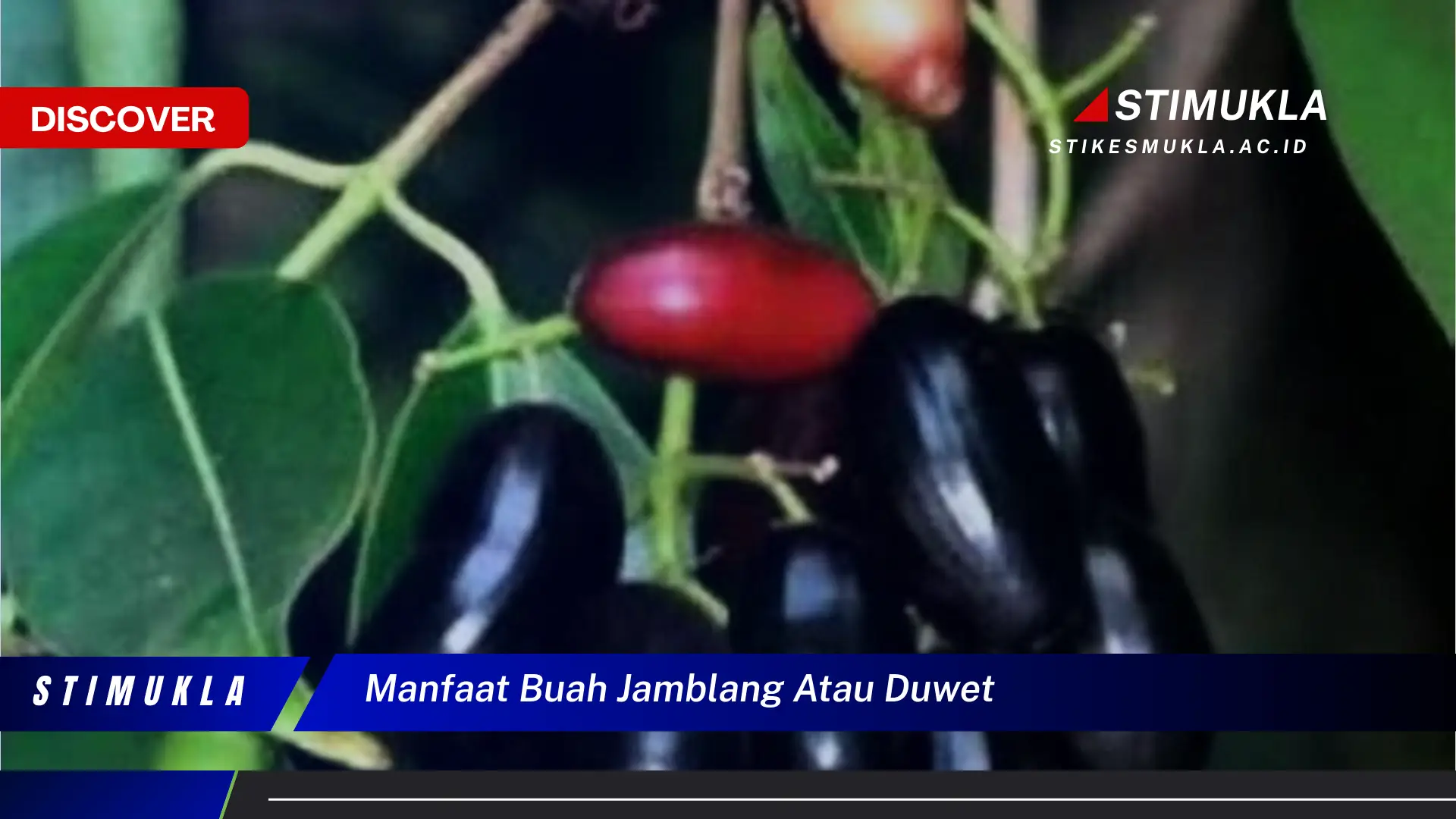 manfaat buah jamblang atau duwet