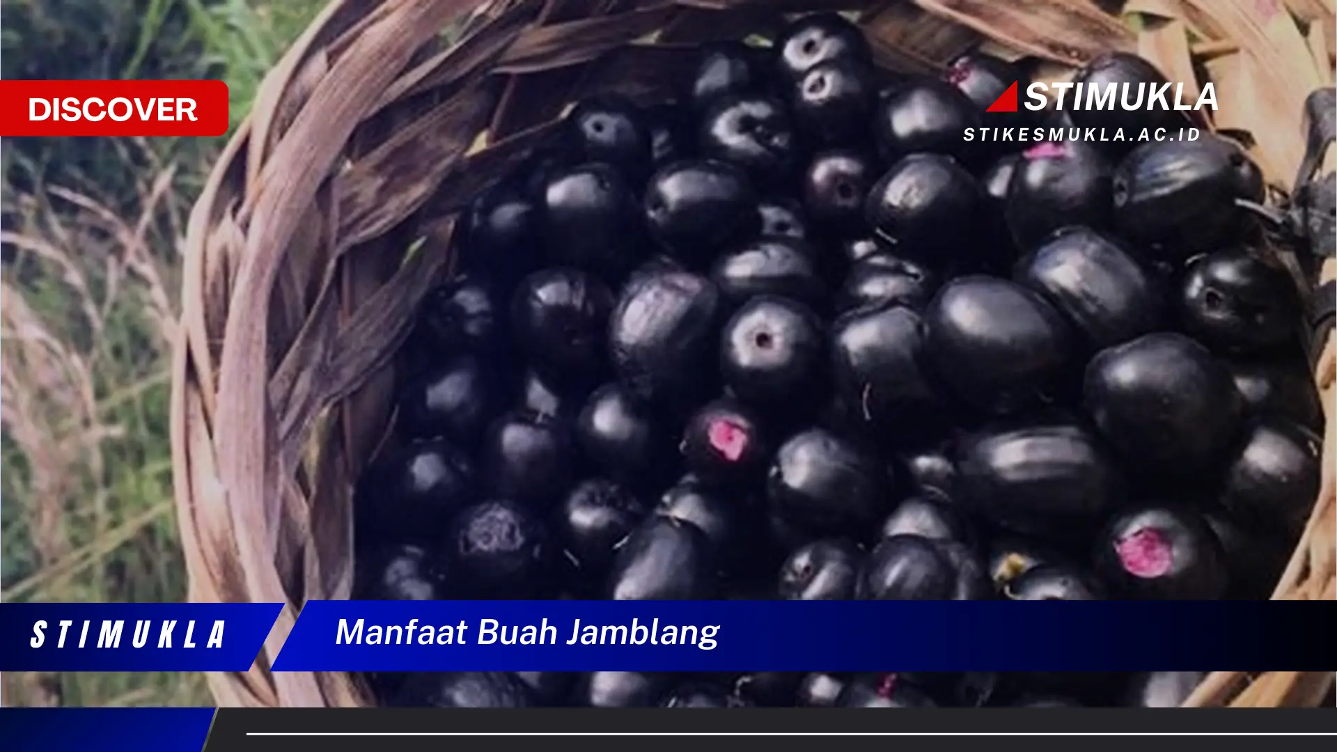 manfaat buah jamblang