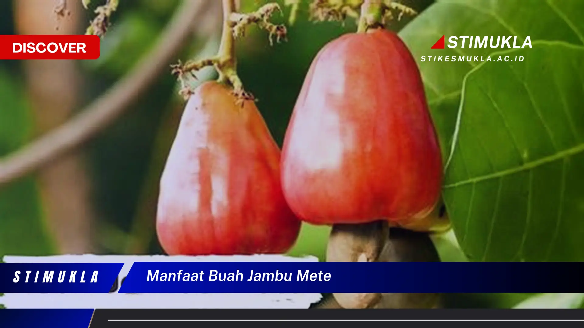manfaat buah jambu mete manfaat buah jambu mete