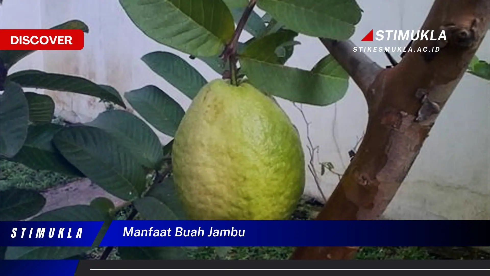manfaat buah jambu