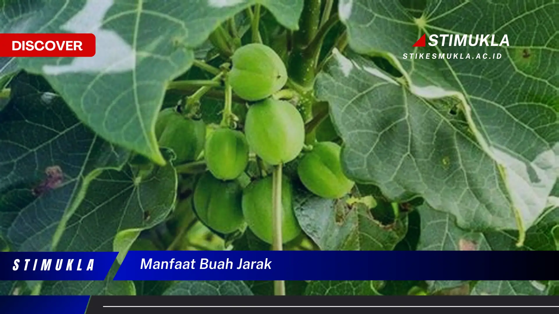 manfaat buah jarak