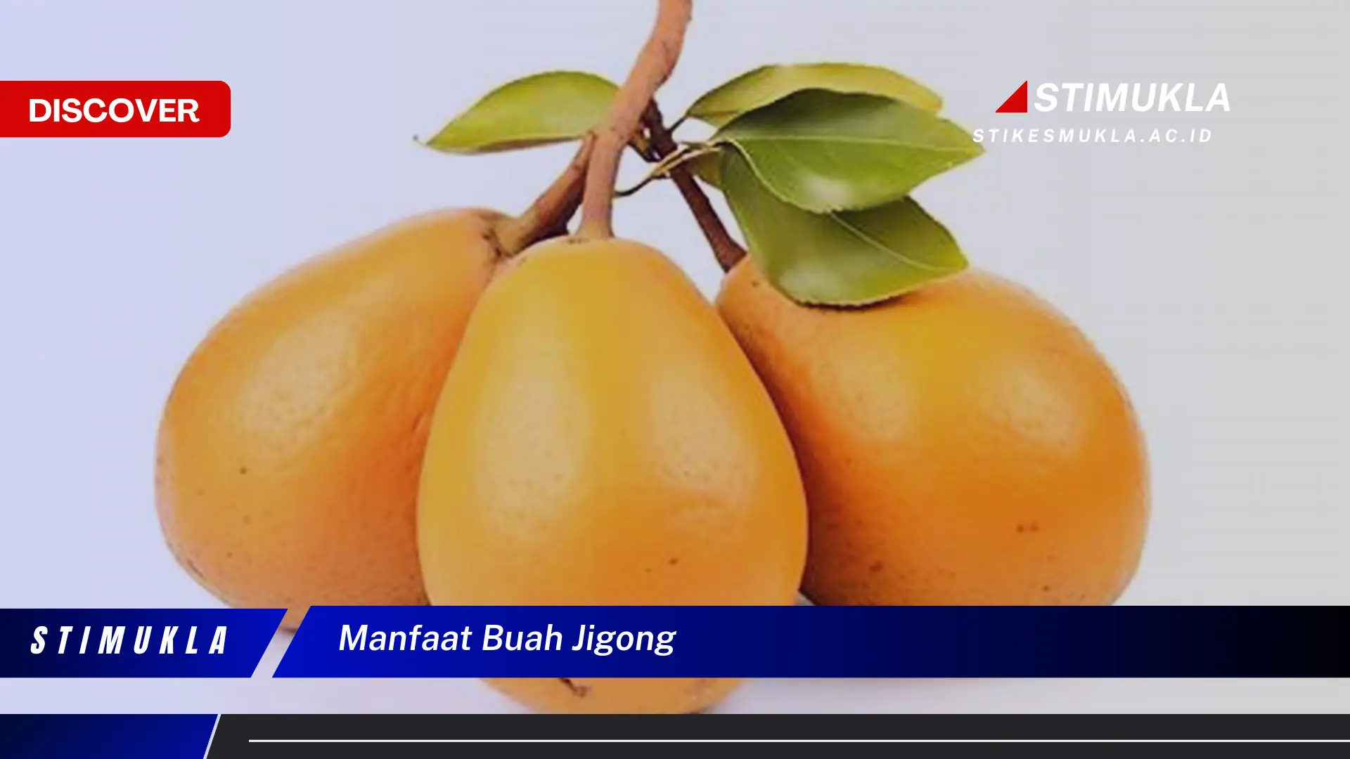 manfaat buah jigong manfaat buah jigong