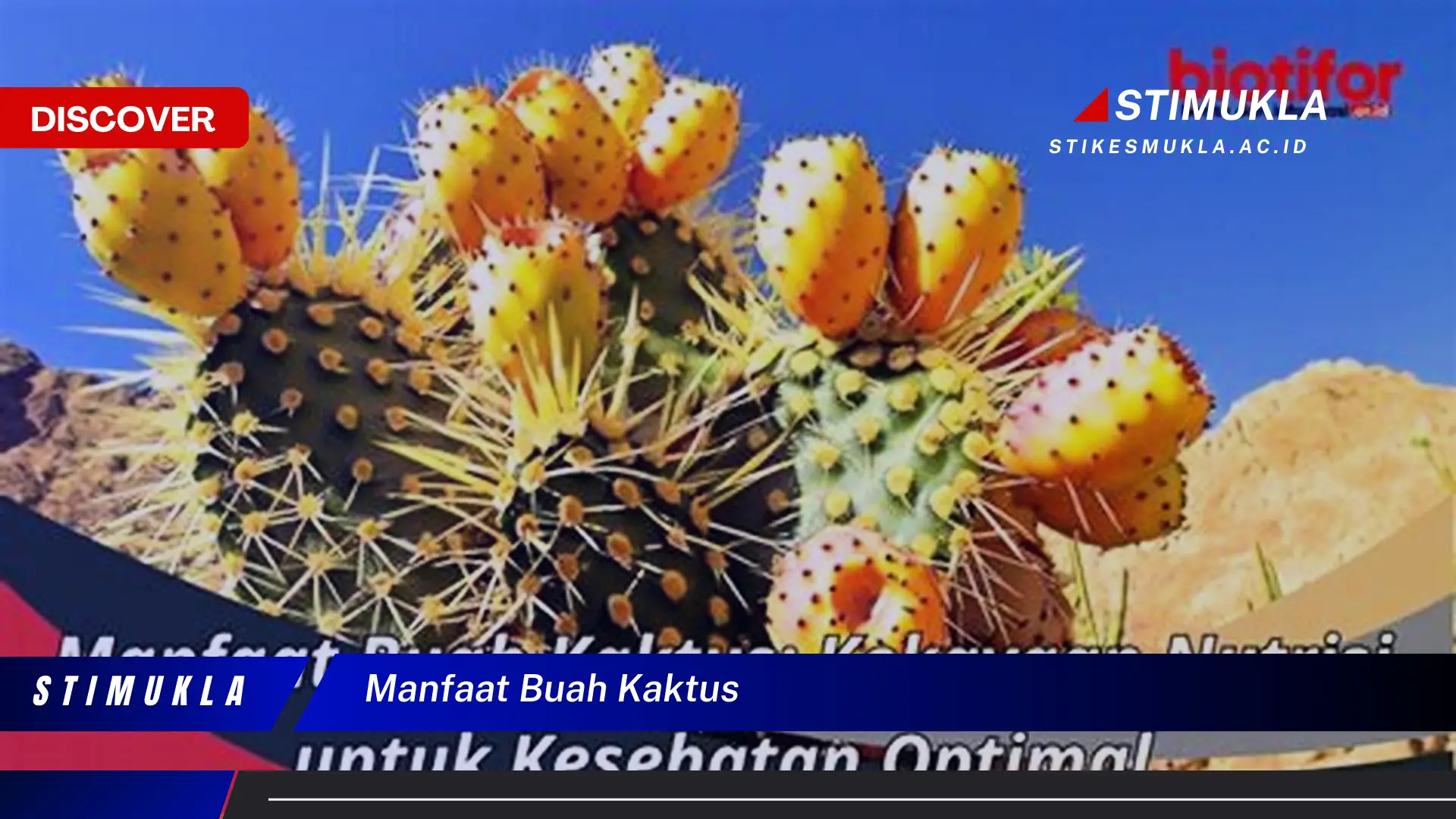 manfaat buah kaktus