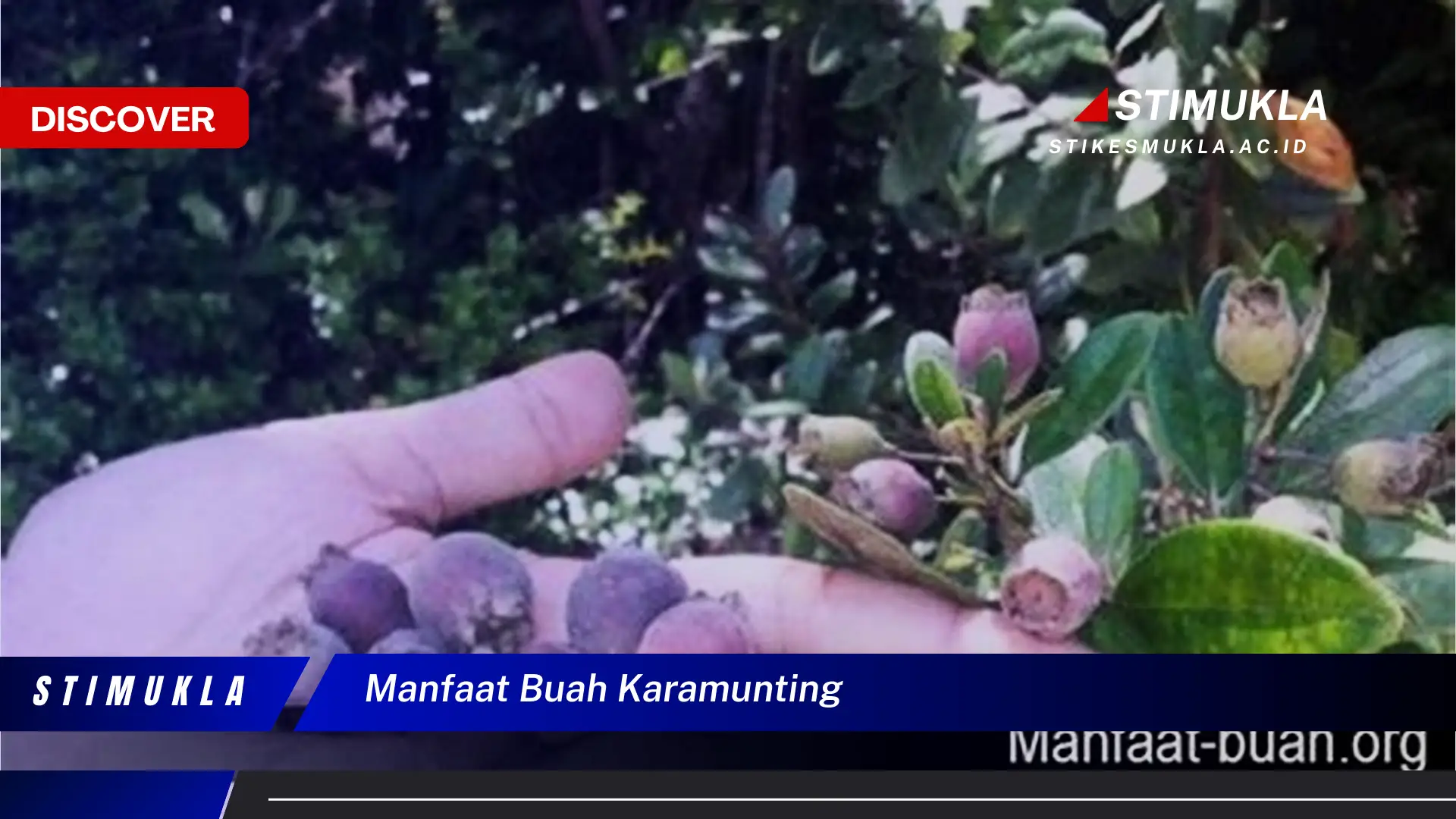 manfaat buah karamunting