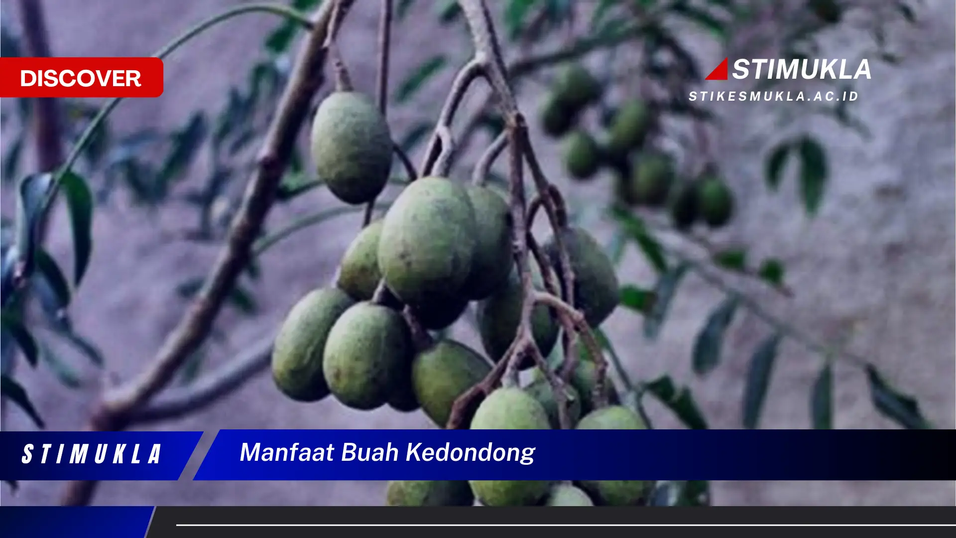 manfaat buah kedondong