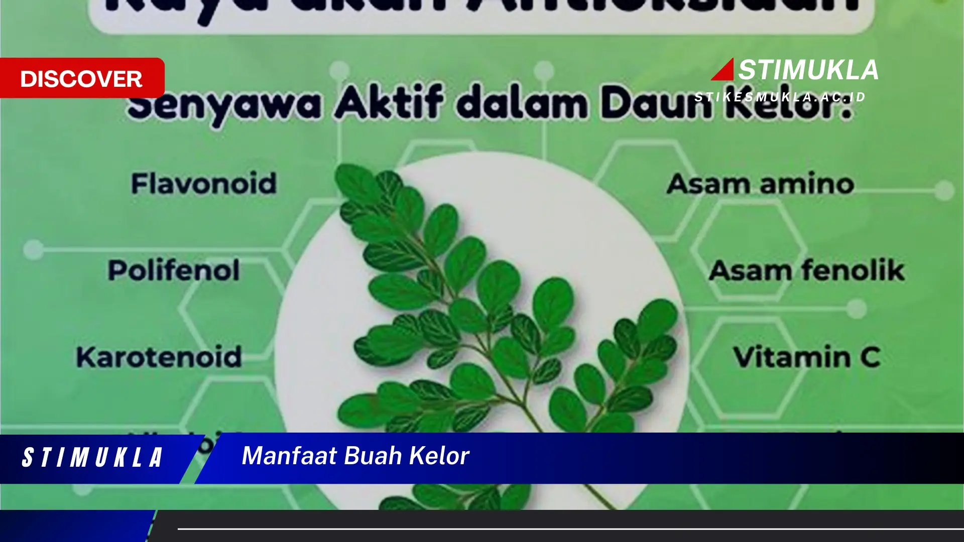 manfaat buah kelor
