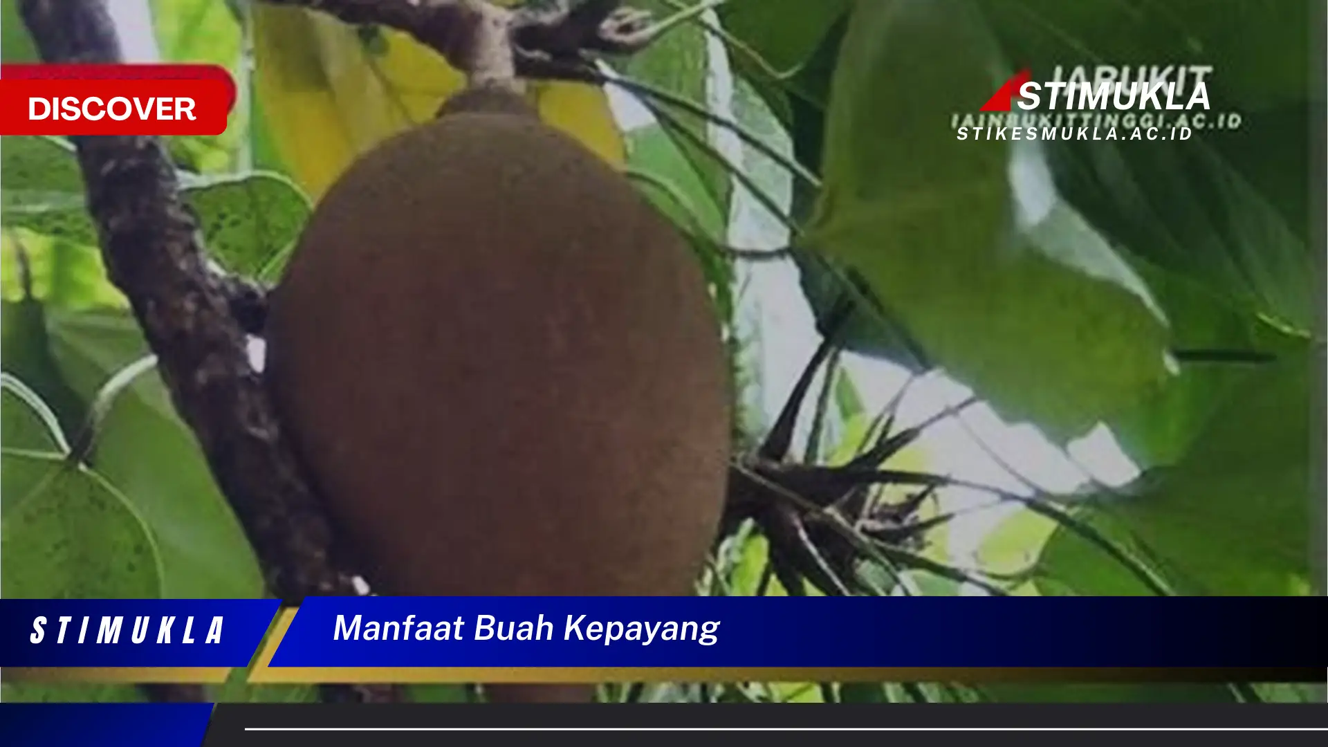 manfaat buah kepayang