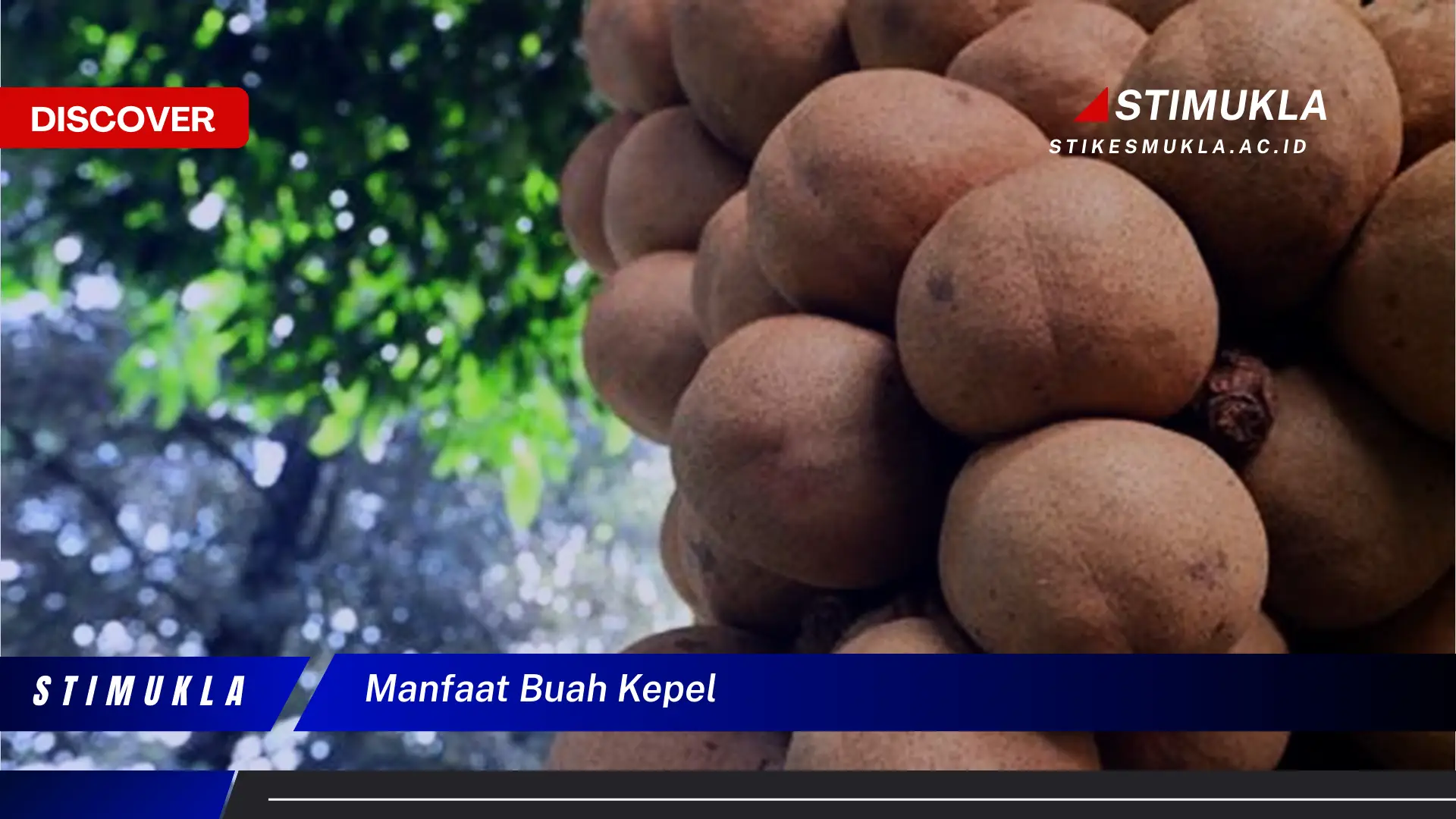 manfaat buah kepel