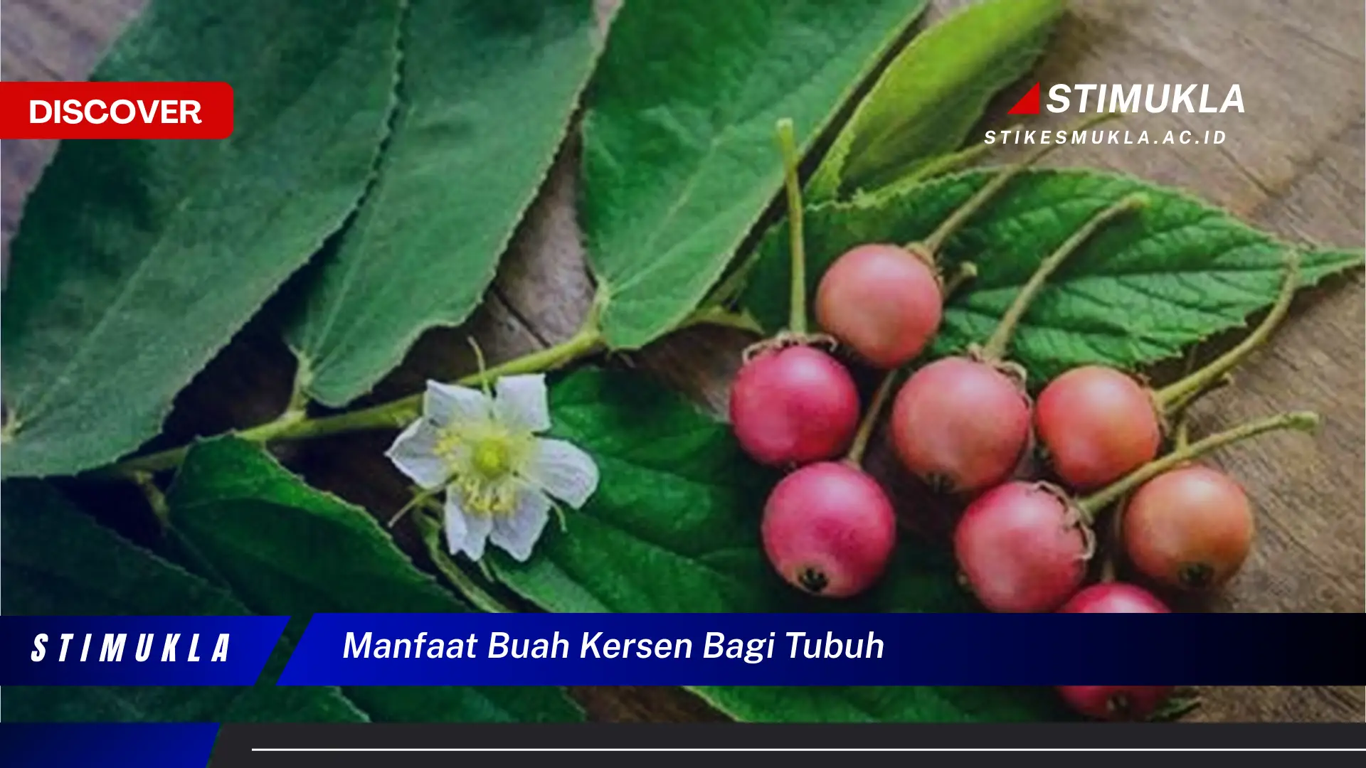 manfaat buah kersen bagi tubuh