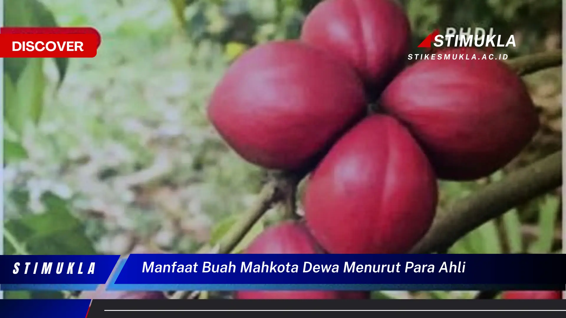 manfaat buah mahkota dewa menurut para ahli manfaat buah mahkota dewa menurut para ahli