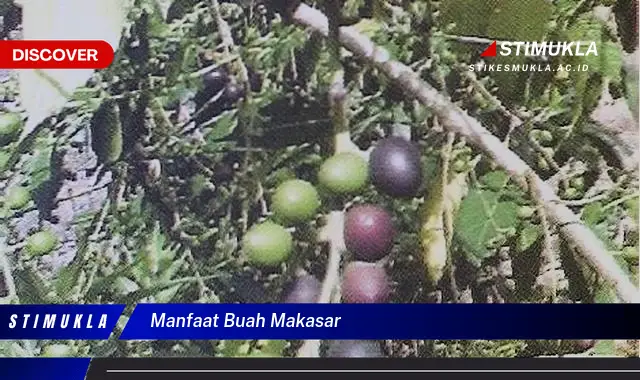 manfaat buah makasar