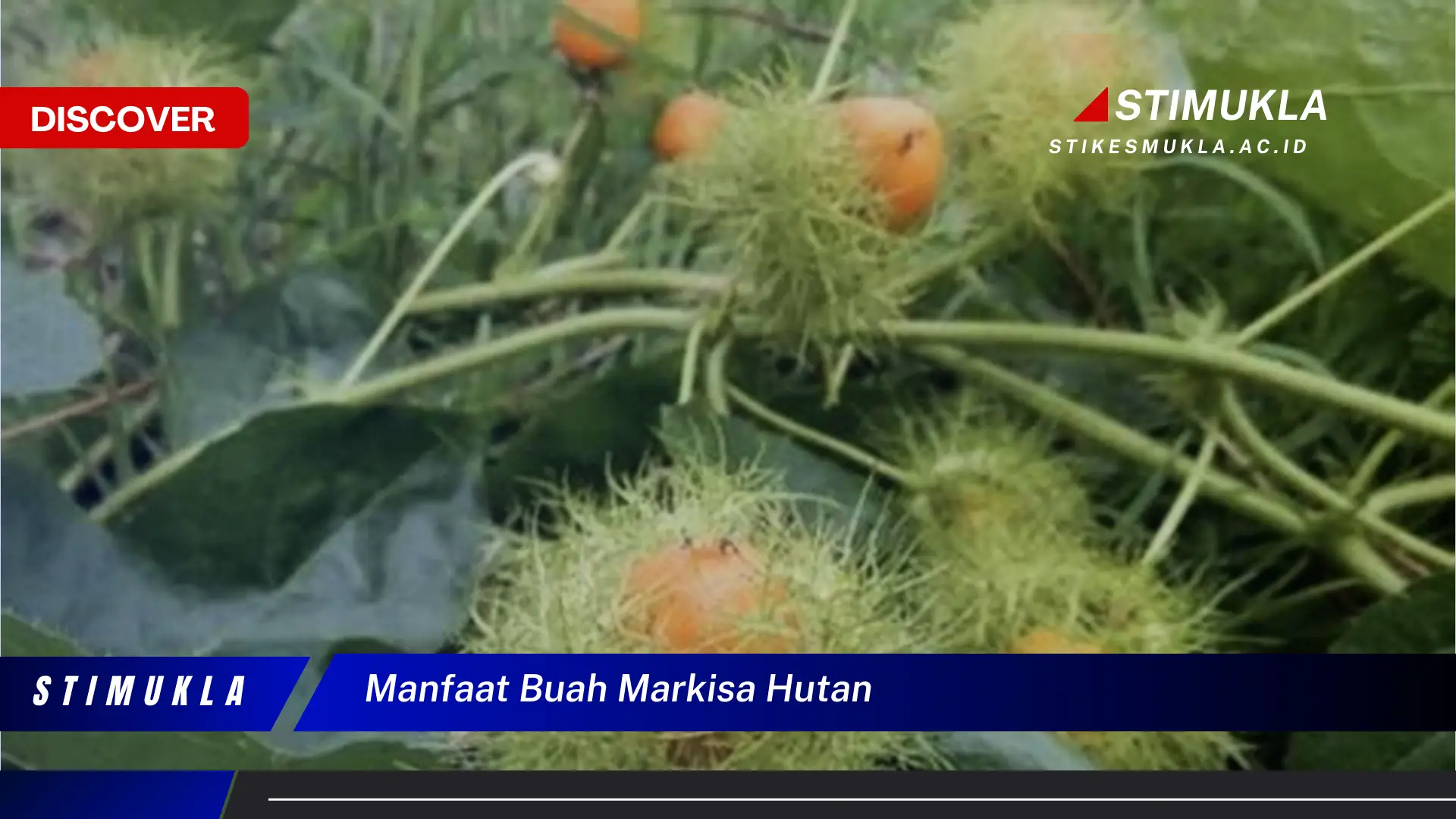 manfaat buah markisa hutan manfaat buah markisa hutan
