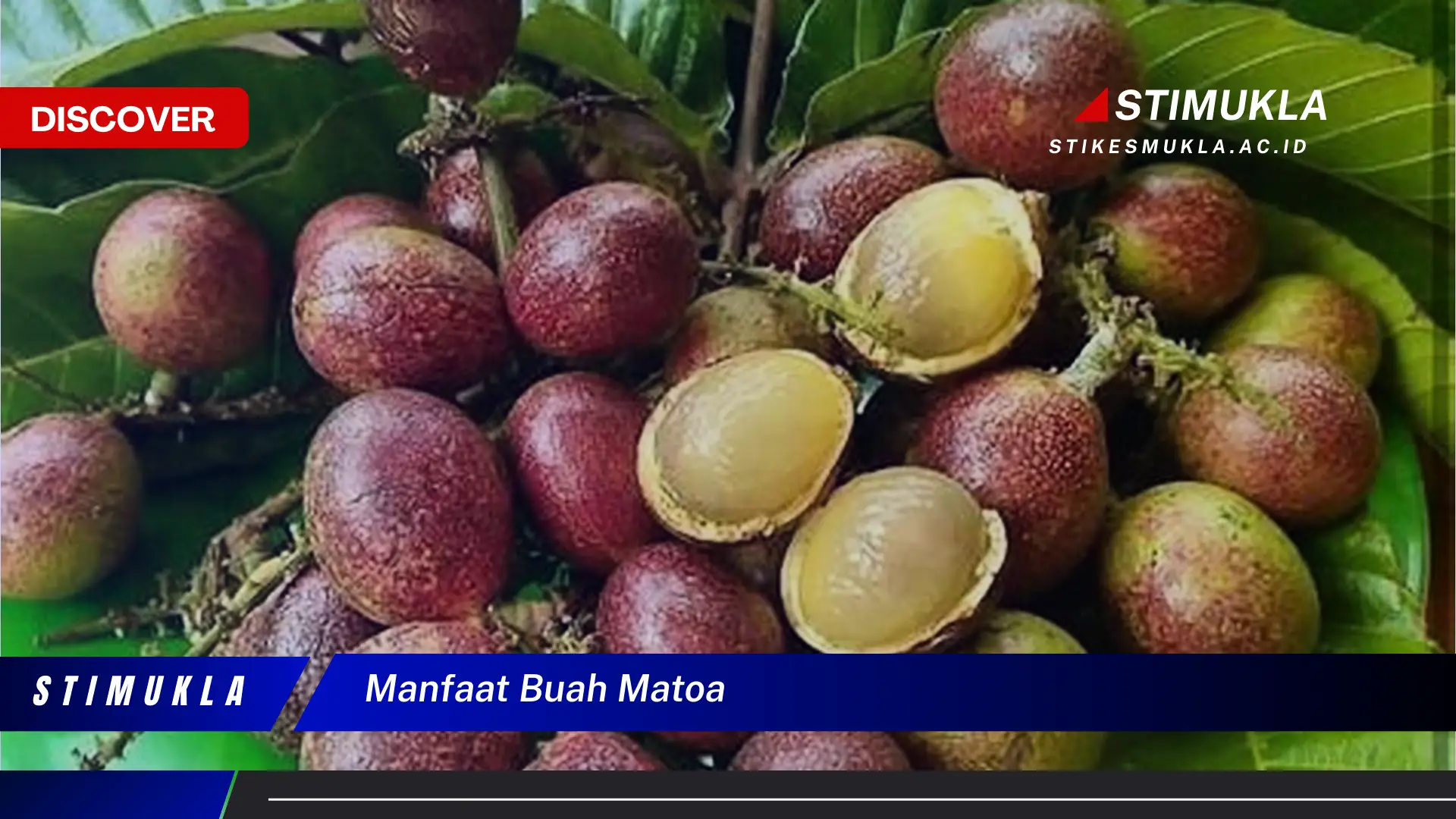 Bukan cuma buah manggis, Ketahui 10 Manfaat buah matoa yang Jarang Diketahui