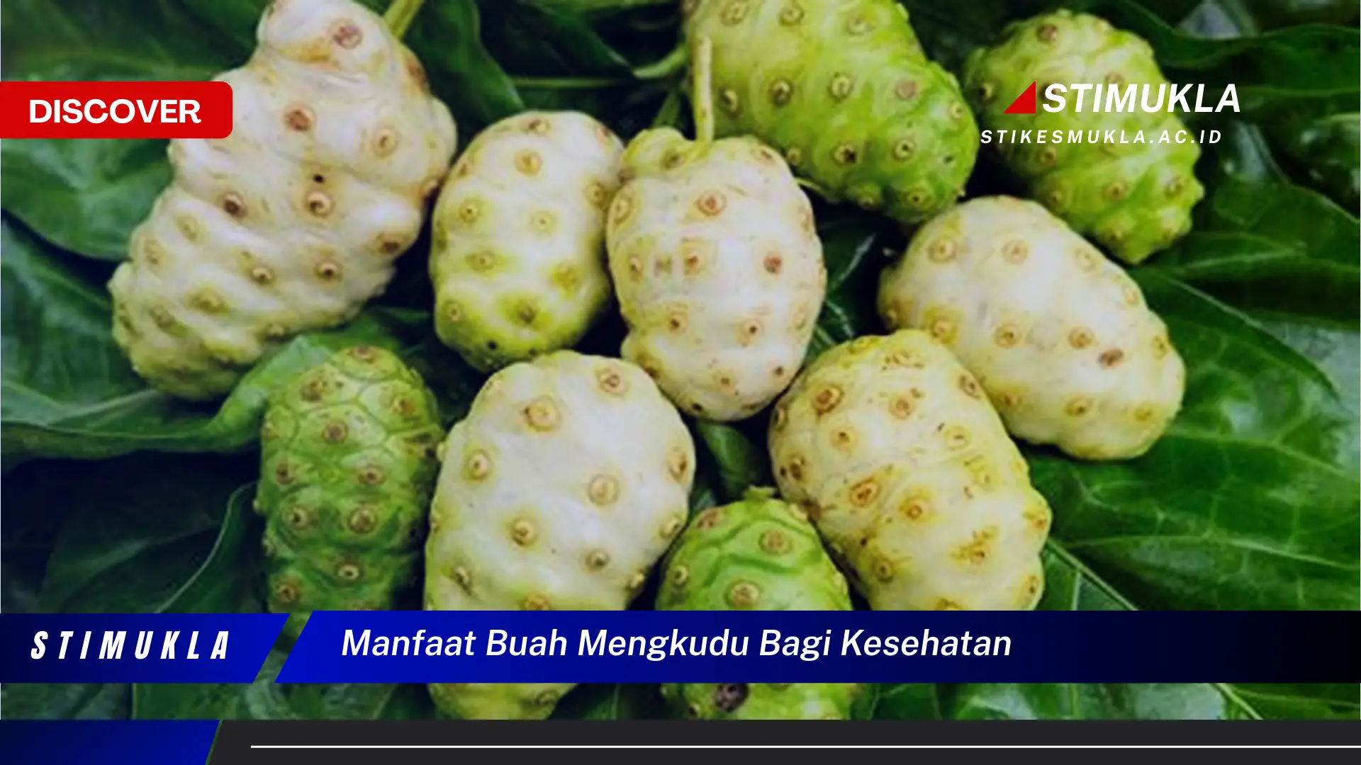manfaat buah mengkudu bagi kesehatan