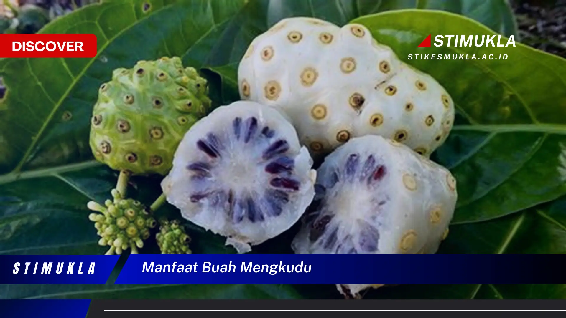 manfaat buah mengkudu manfaat buah mengkudu