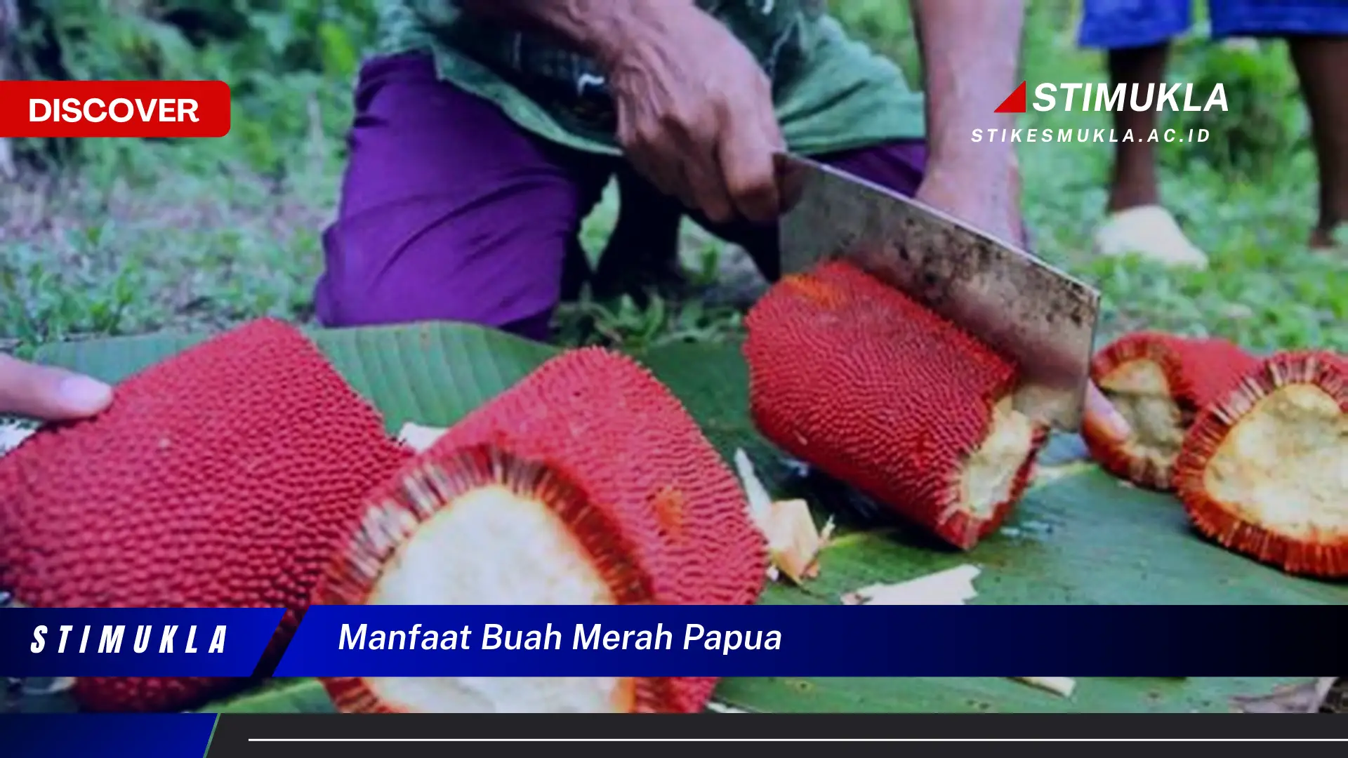 manfaat buah merah papua