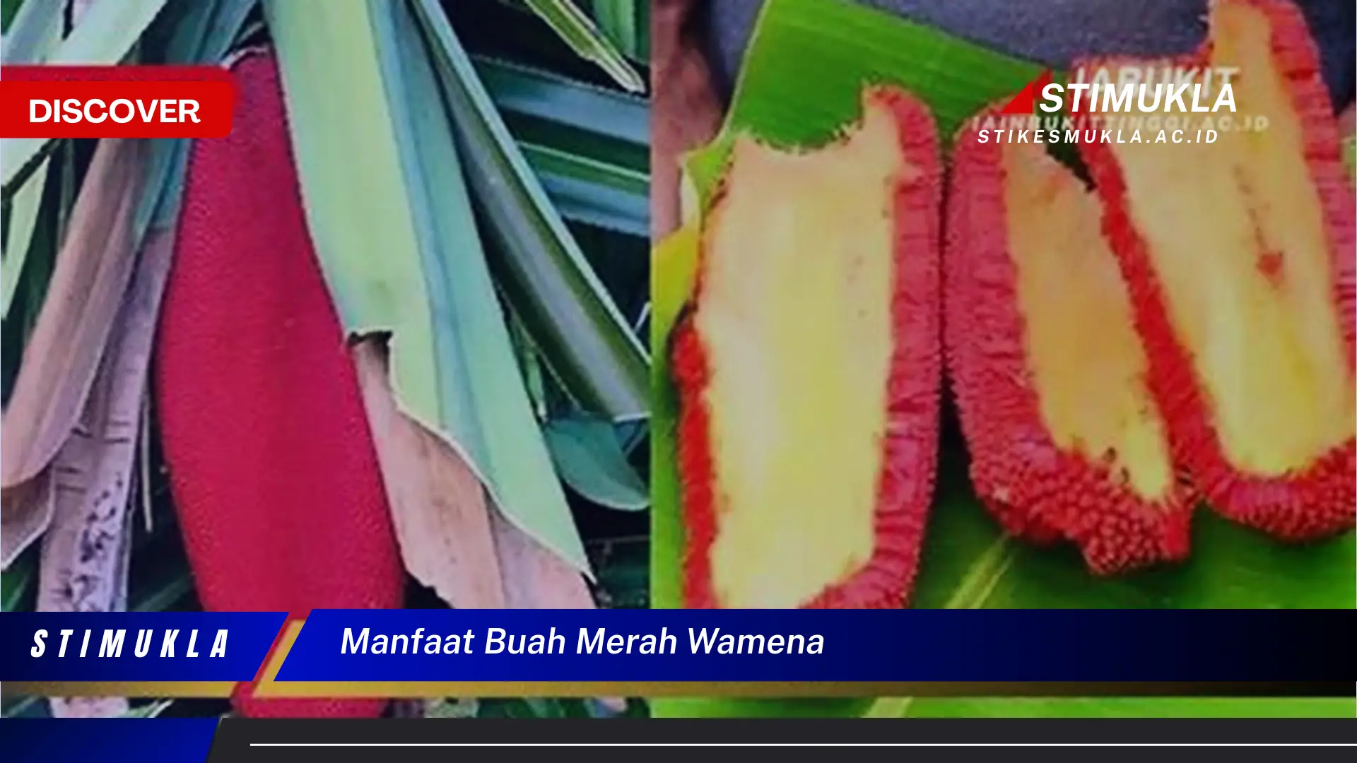 manfaat buah merah wamena