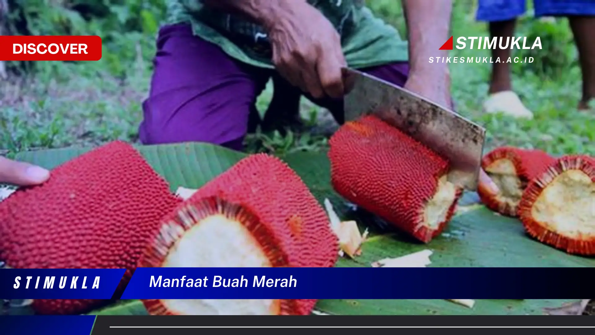 manfaat buah merah