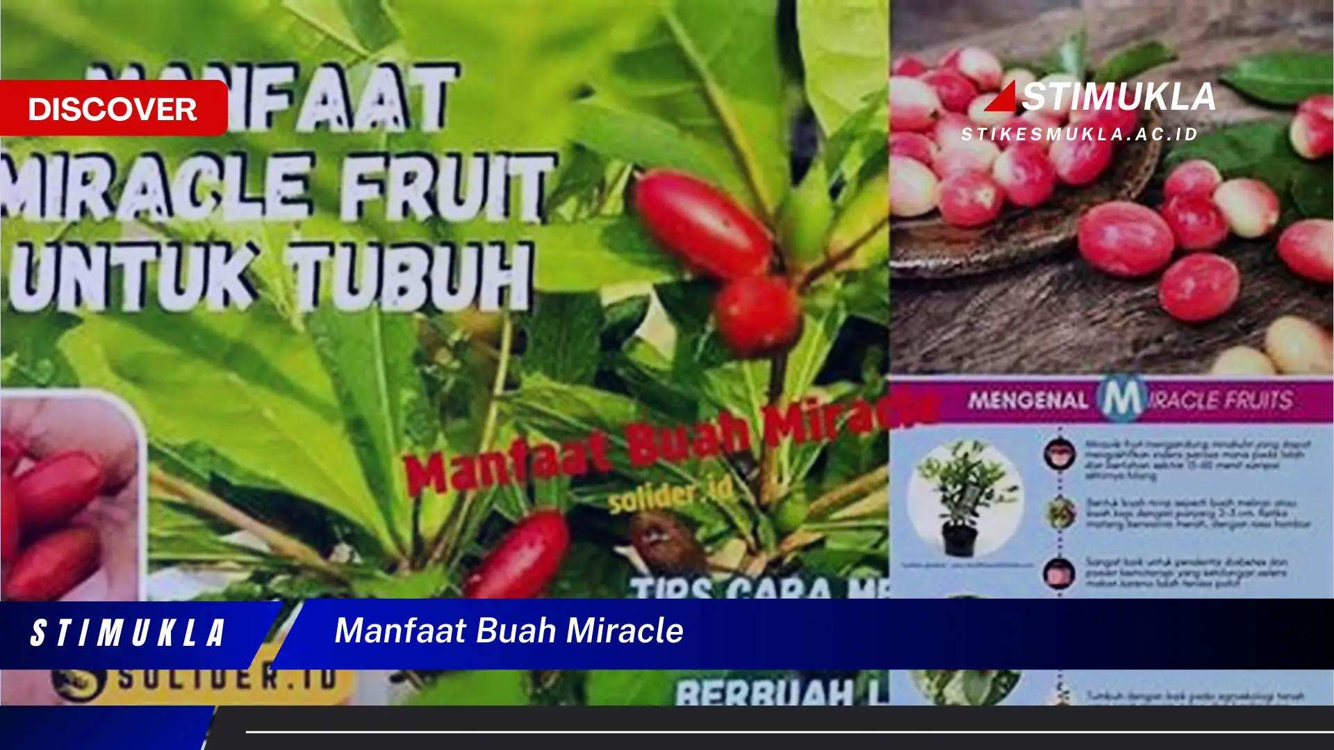 manfaat buah miracle