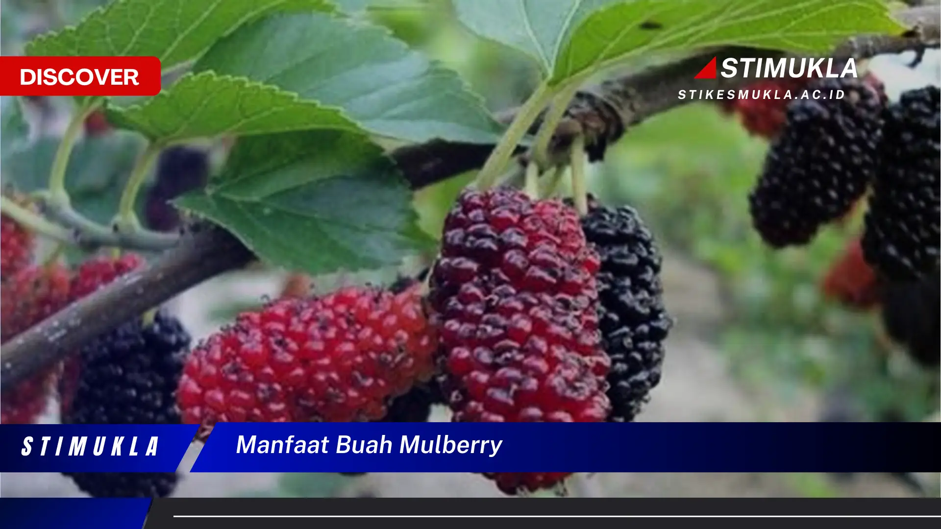 manfaat buah mulberry