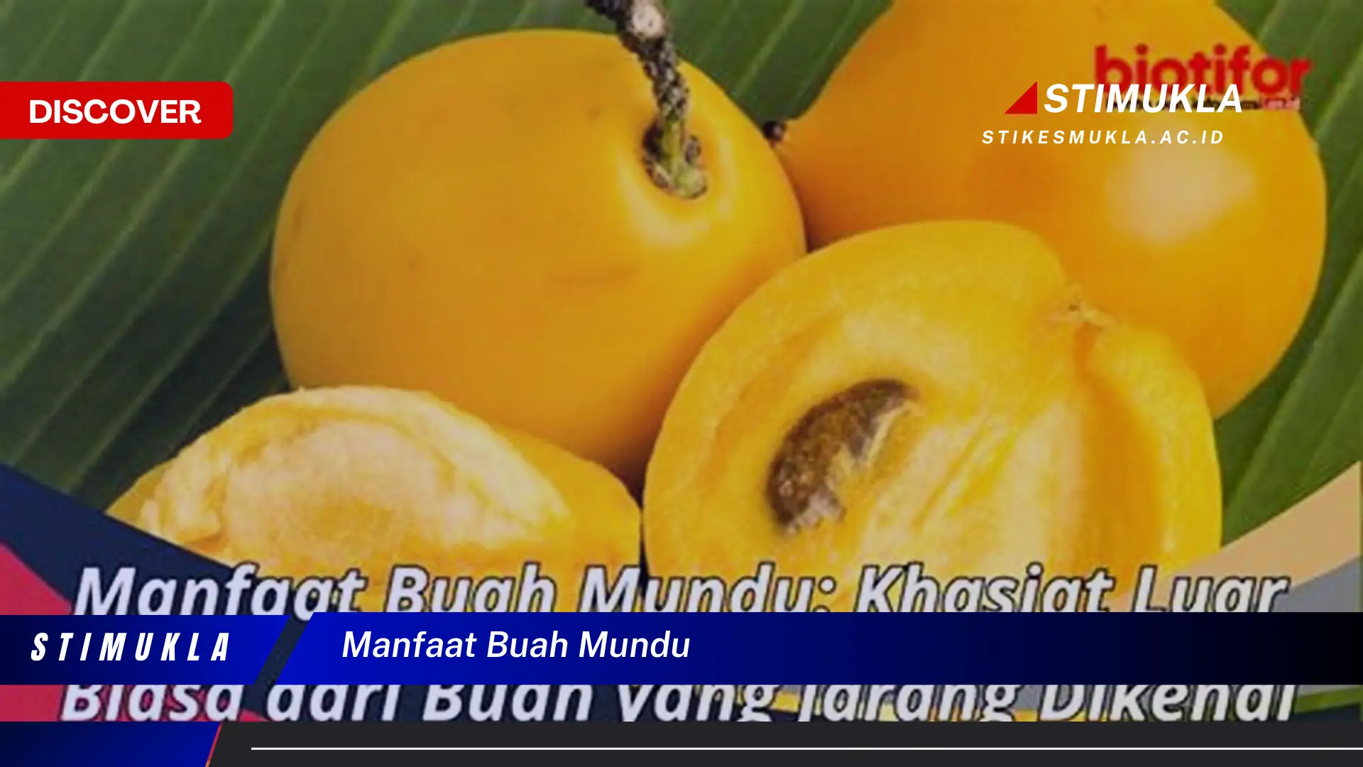 manfaat buah mundu