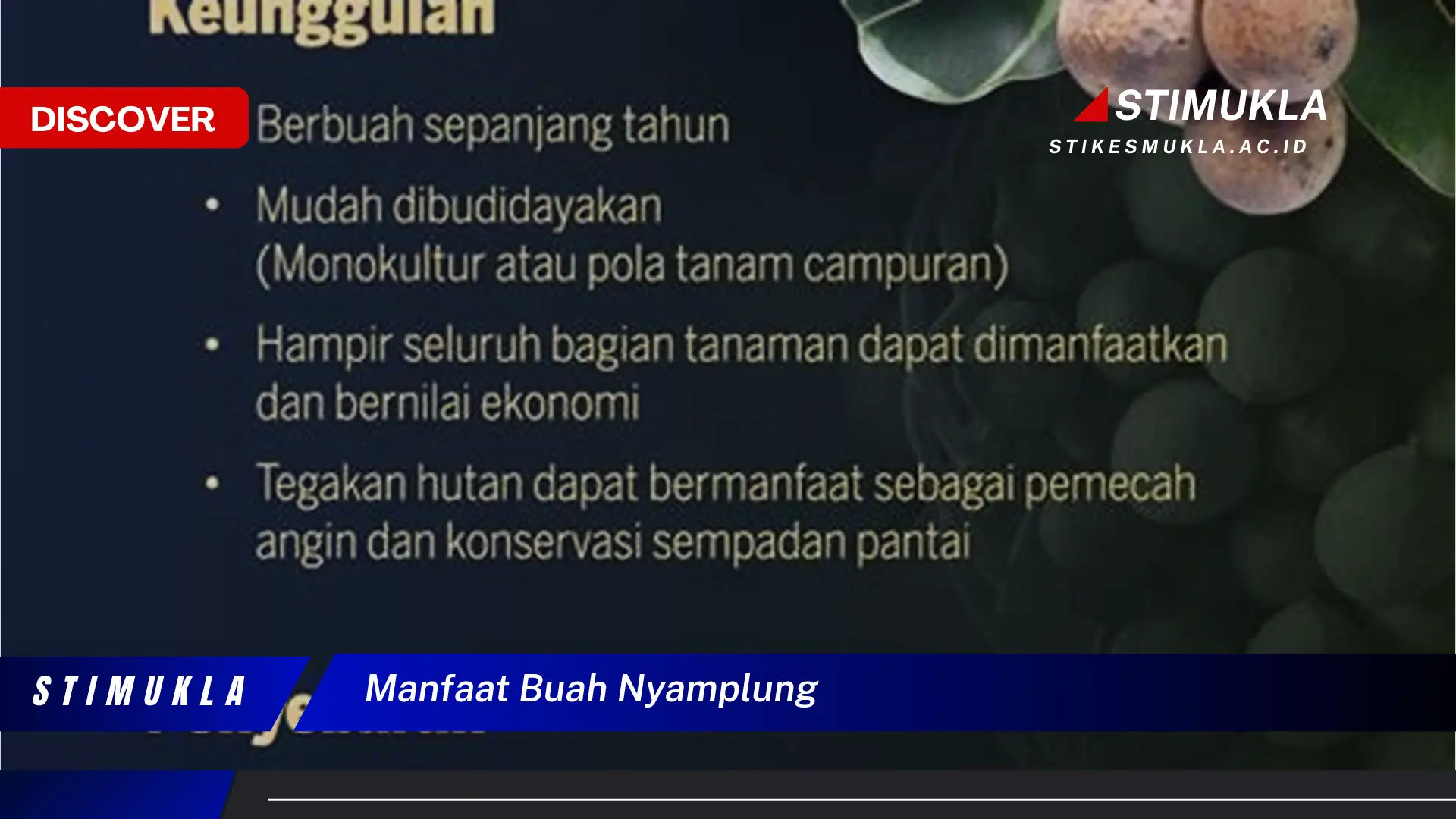 manfaat buah nyamplung