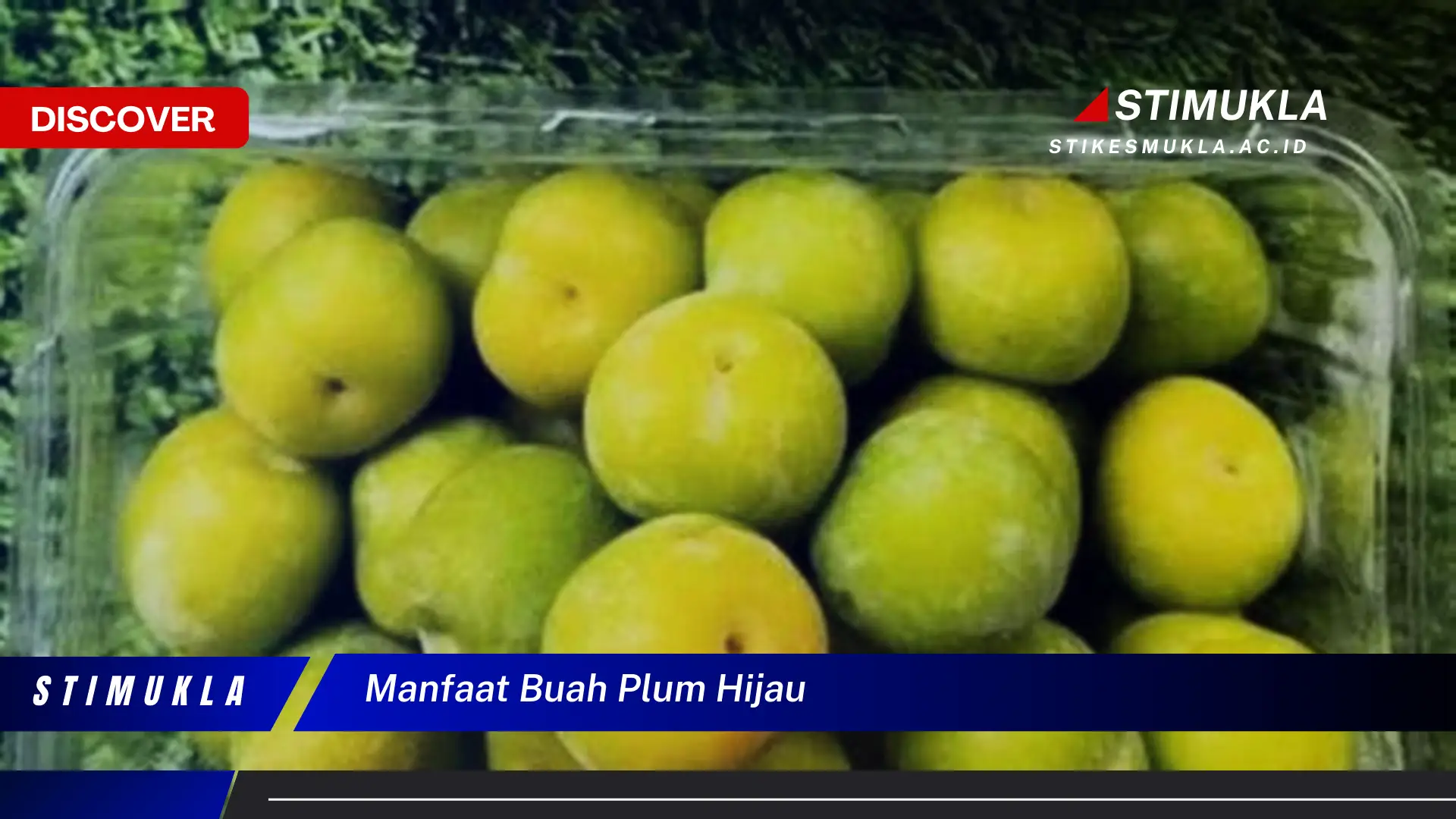 manfaat buah plum hijau