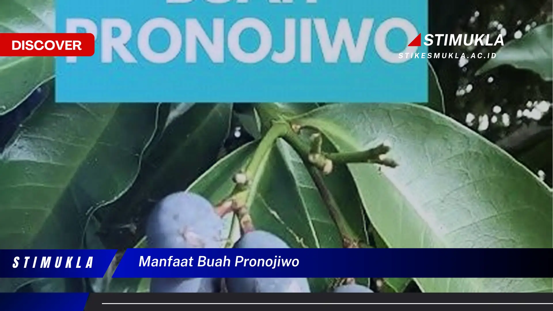 manfaat buah pronojiwo