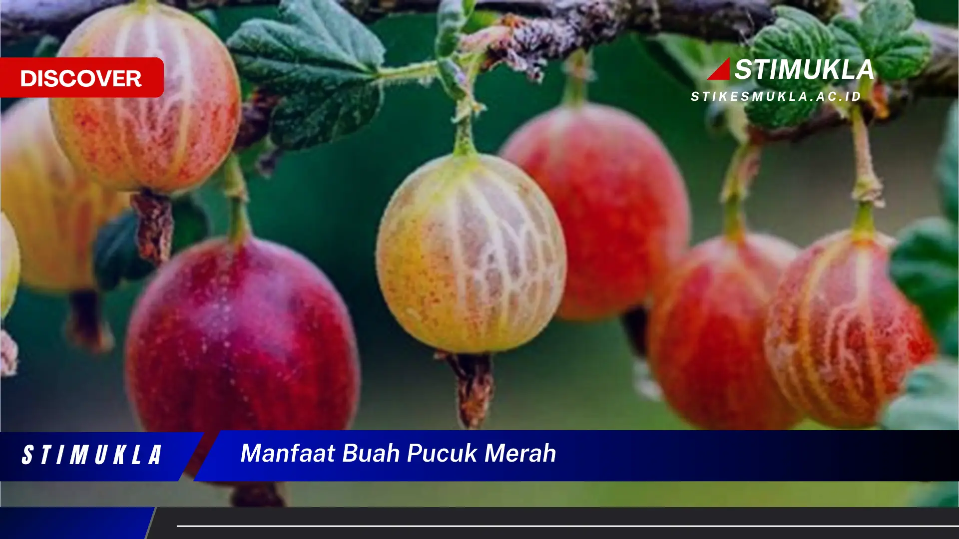 manfaat buah pucuk merah