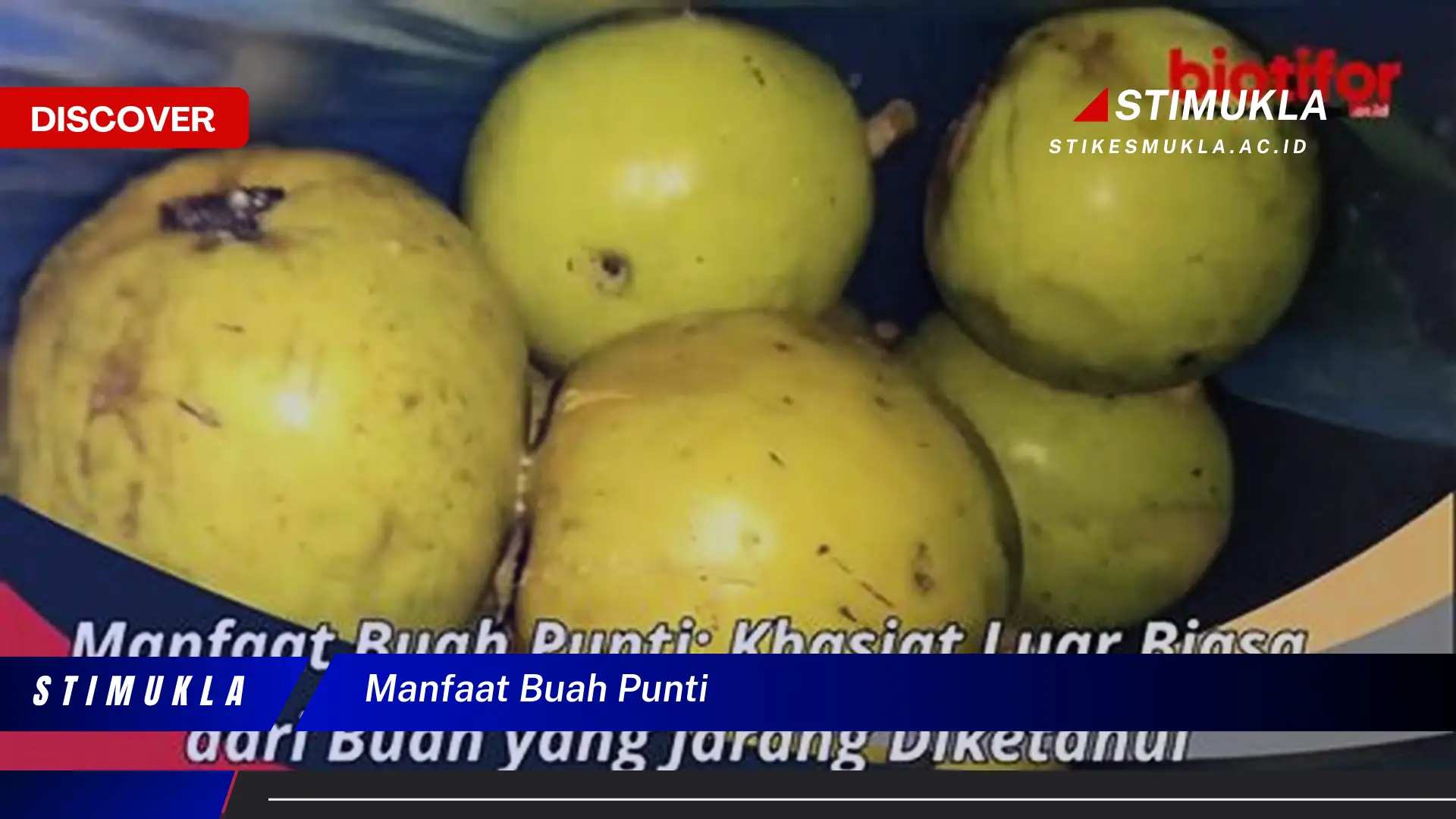 Ketahui 10 Manfaat Buah Punti yang Bikin Kamu Penasaran