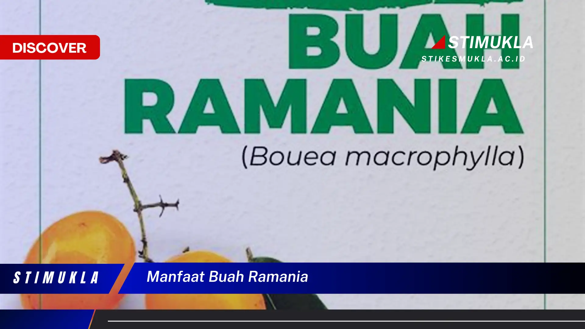 manfaat buah ramania manfaat buah ramania
