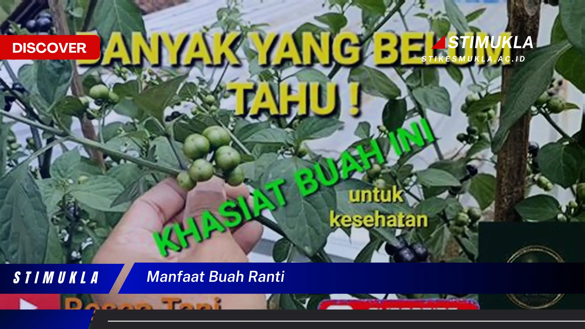 manfaat buah ranti