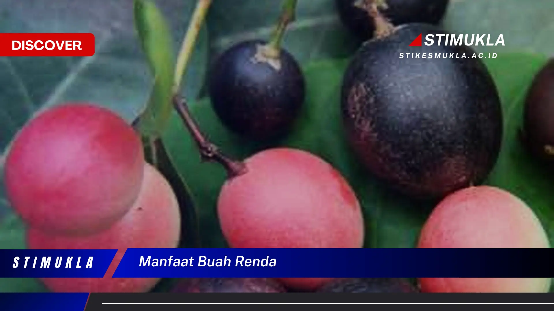 manfaat buah renda