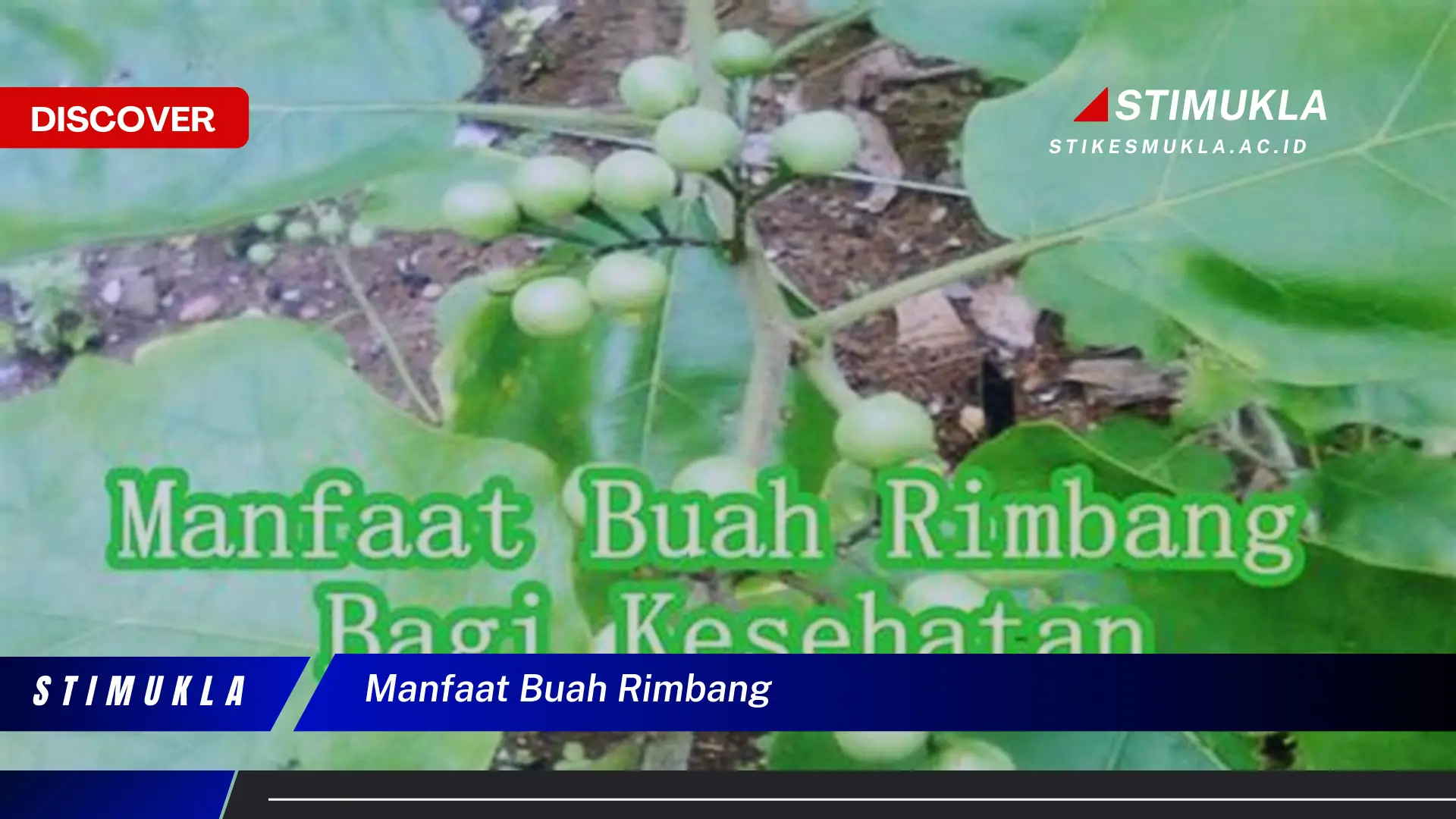 manfaat buah rimbang